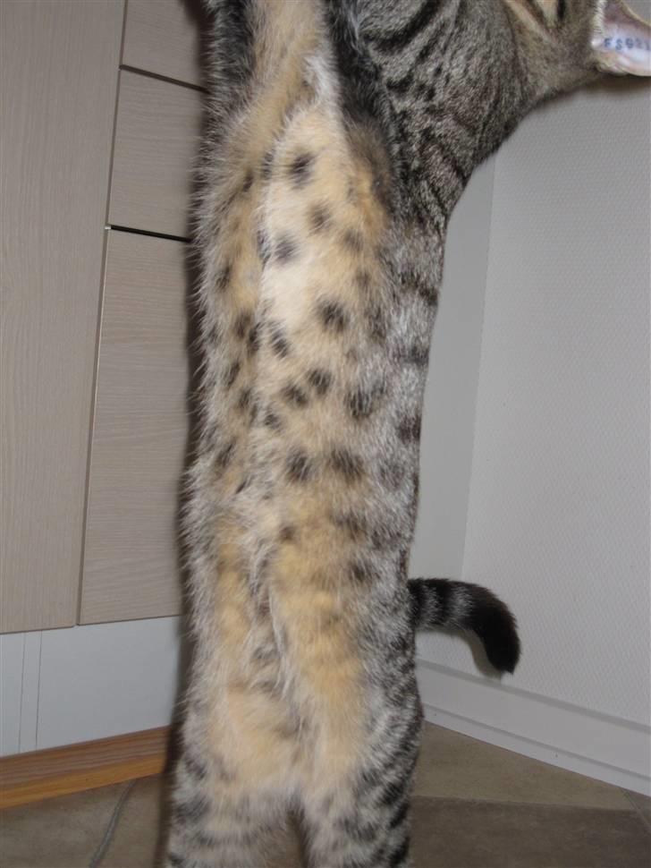 Huskat Felix billede 6