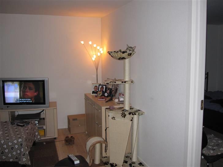 Huskat Felix billede 7