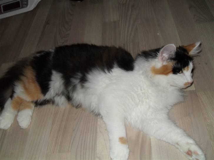 Norsk Skovkat Na'Zyia´s Marilyn Monroe billede 11