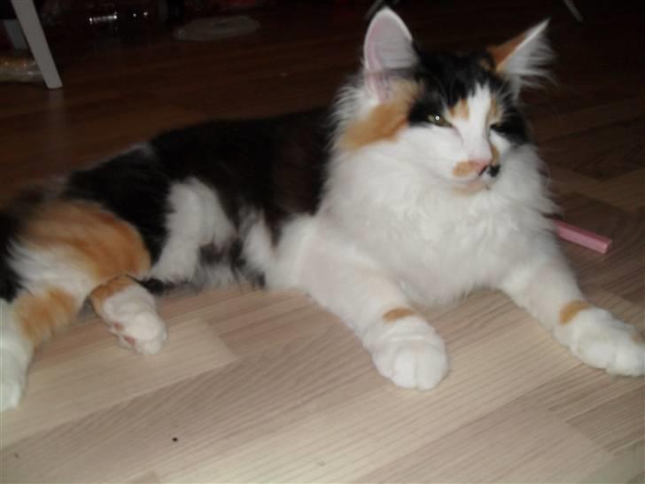 Norsk Skovkat Na'Zyia´s Marilyn Monroe billede 12