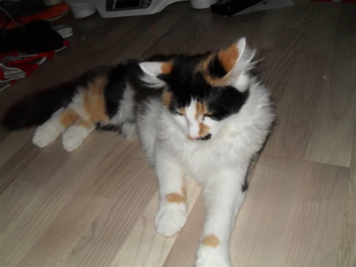 Norsk Skovkat Na'Zyia´s Marilyn Monroe billede 13