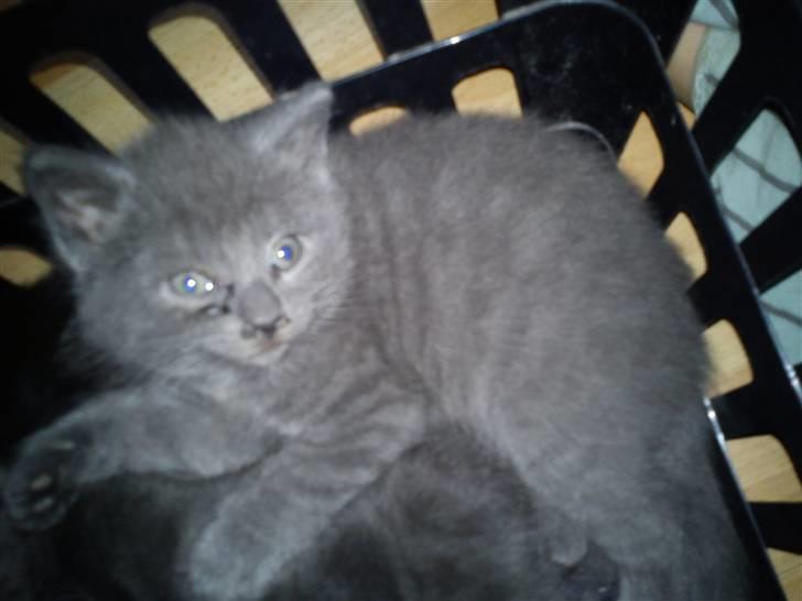 Huskat NC R.I.P billede 9