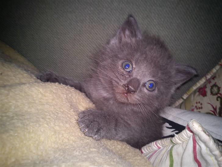 Huskat NC R.I.P billede 10