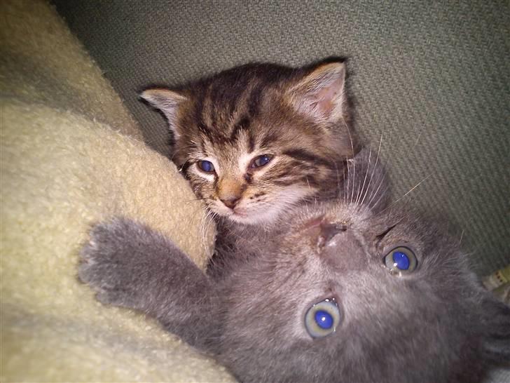 Huskat NC R.I.P billede 11