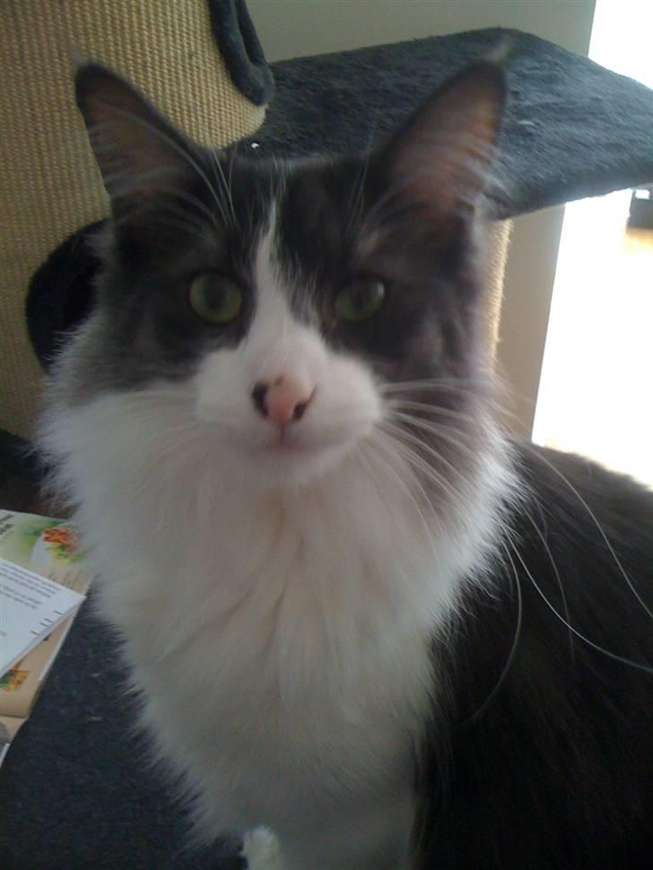 Norsk Skovkat Basse billede 7