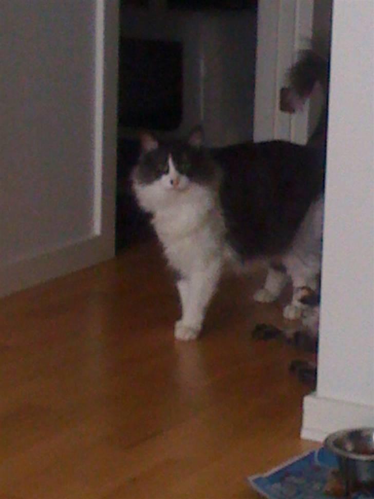 Norsk Skovkat Basse billede 8