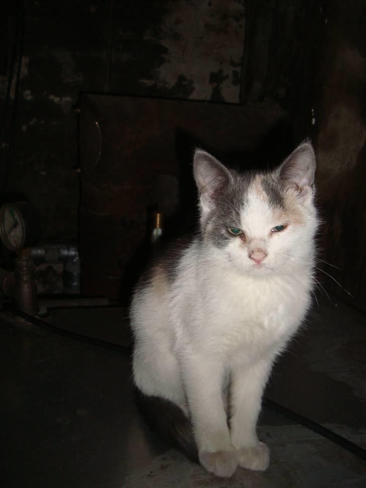 Huskat Medina billede 5