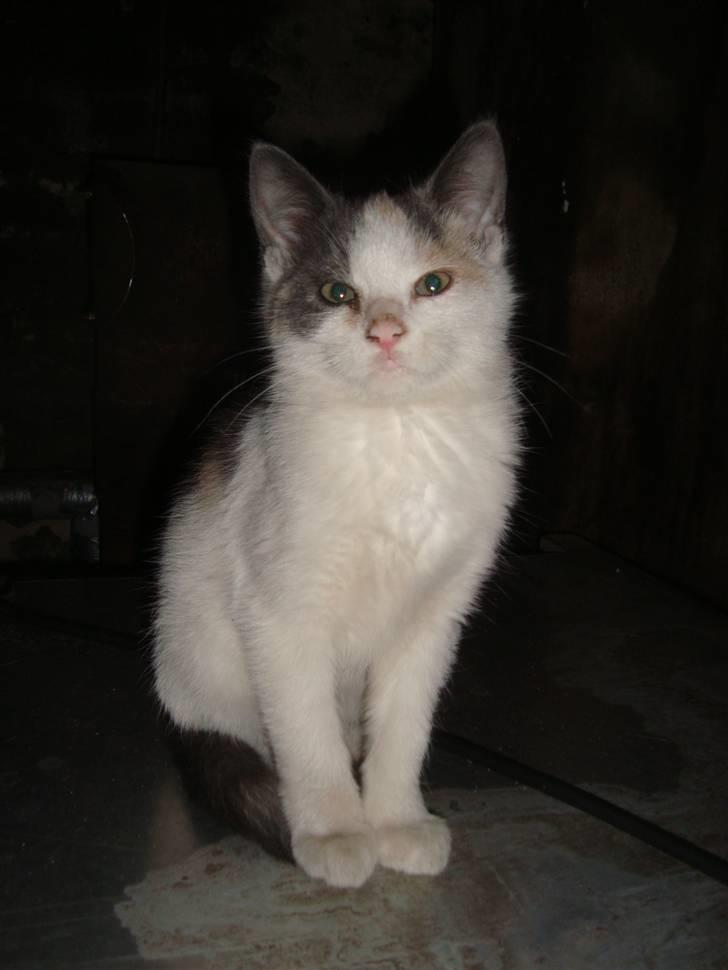 Huskat Medina billede 6