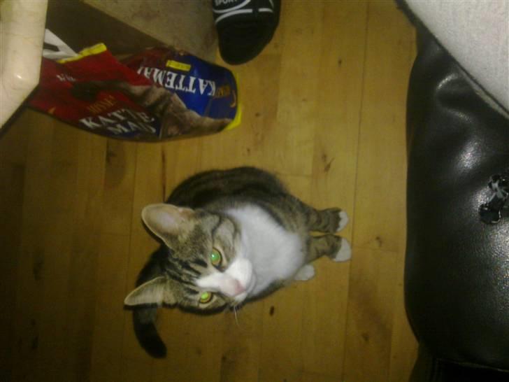 Blanding af racer laban - jeg er sød nu  billede 5