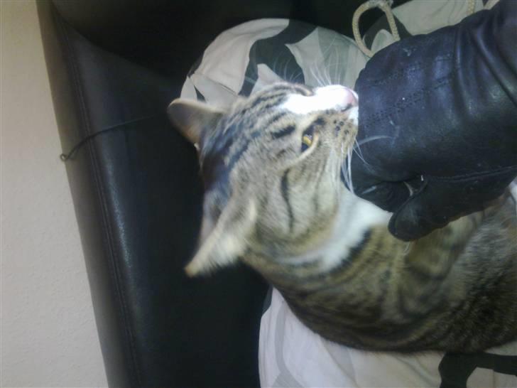 Blanding af racer laban - leger med mor  billede 6