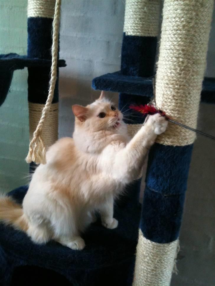 Ragdoll Sarafina billede 8