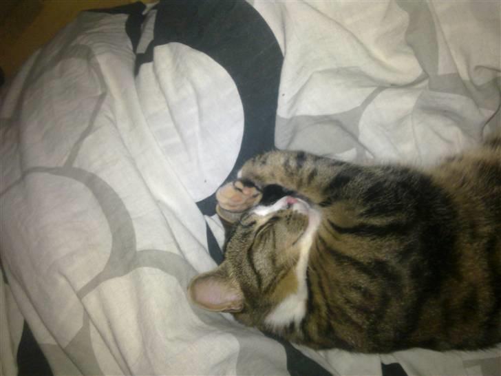 Blanding af racer laban - er træt efter og have leget med mor billede 8