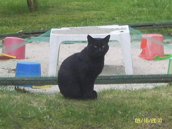 Blanding af racer Kisser billede 1