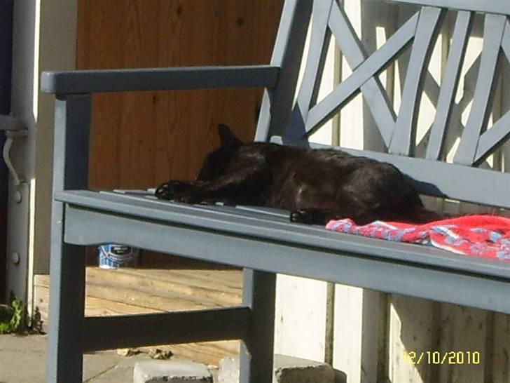 Blanding af racer Kisser billede 2