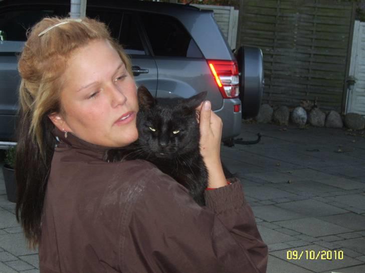 Blanding af racer Kisser billede 3