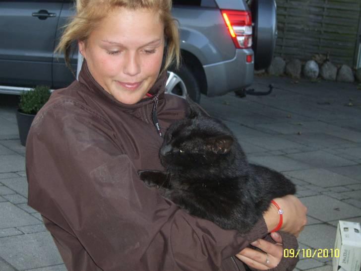 Blanding af racer Kisser billede 4