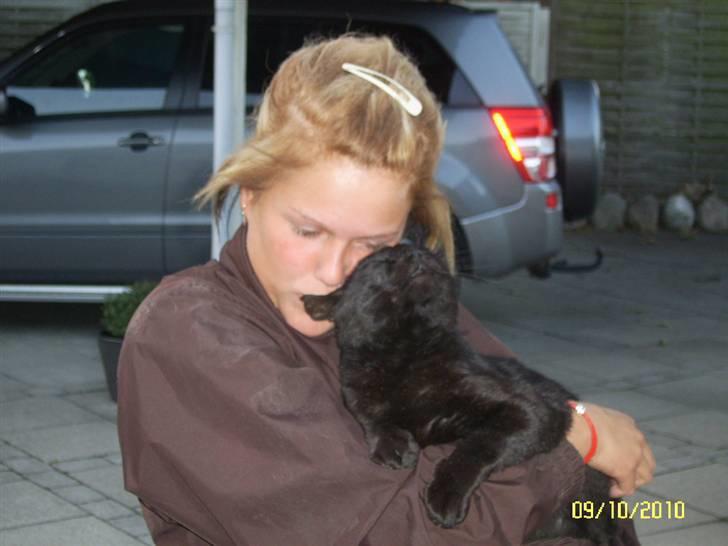 Blanding af racer Kisser billede 5