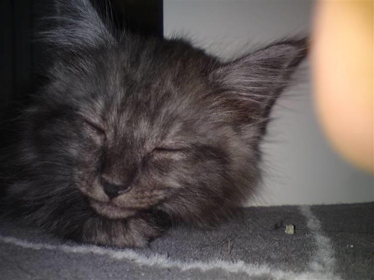 Blanding af racer Perser/Siameser "Elliot" billede 1