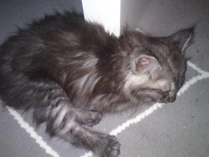 Blanding af racer Perser/Siameser "Elliot" billede 2