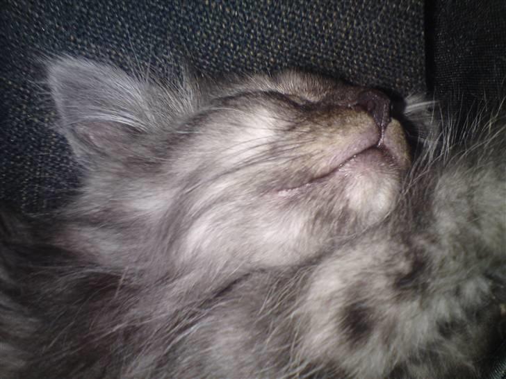 Blanding af racer Perser/Siameser "Elliot" billede 3