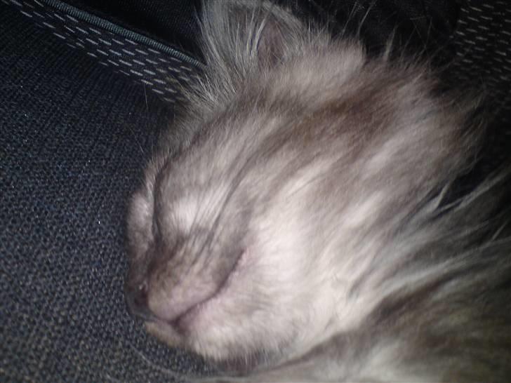 Blanding af racer Perser/Siameser "Elliot" billede 4