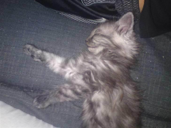 Blanding af racer Perser/Siameser "Elliot" billede 5