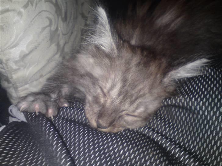 Blanding af racer Perser/Siameser "Elliot" billede 6