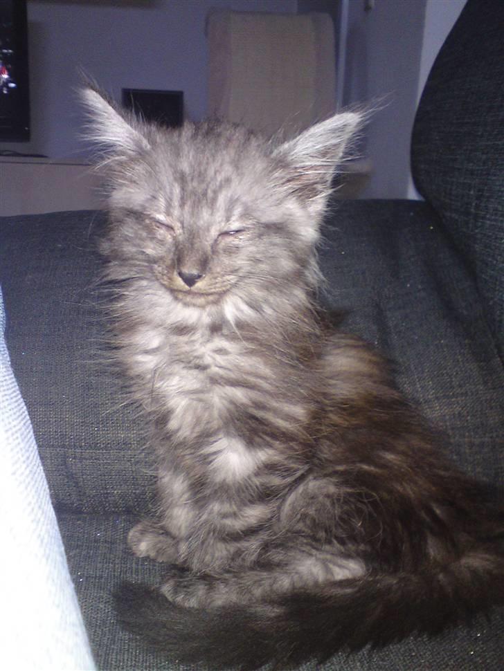 Blanding af racer Perser/Siameser "Elliot" billede 7