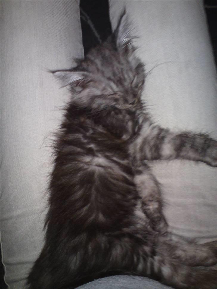 Blanding af racer Perser/Siameser "Elliot" billede 8