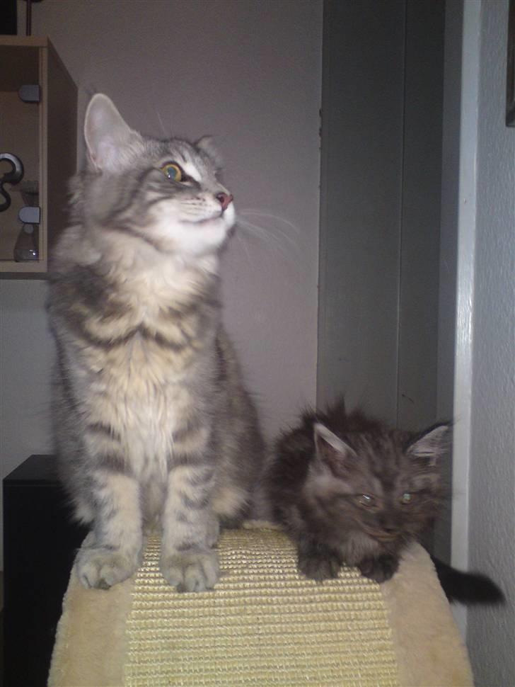 Blanding af racer Perser/Siameser "Elliot" billede 9