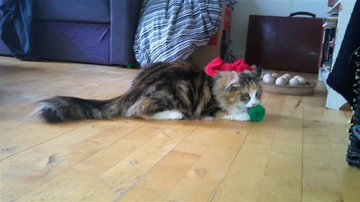 Norsk Skovkat DK Psuwis Silje billede 6