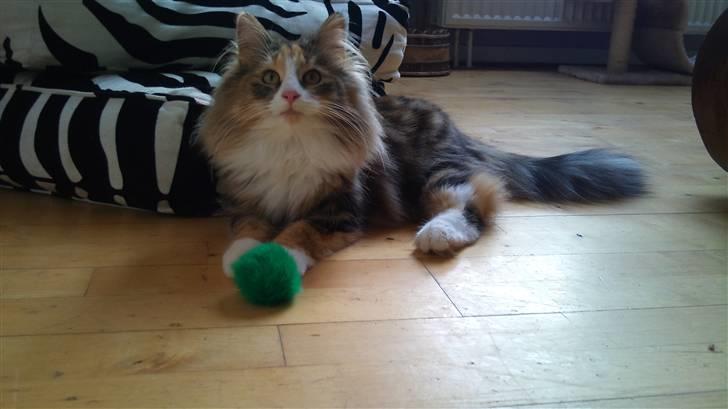 Norsk Skovkat DK Psuwis Silje billede 7