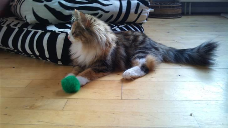 Norsk Skovkat DK Psuwis Silje billede 8