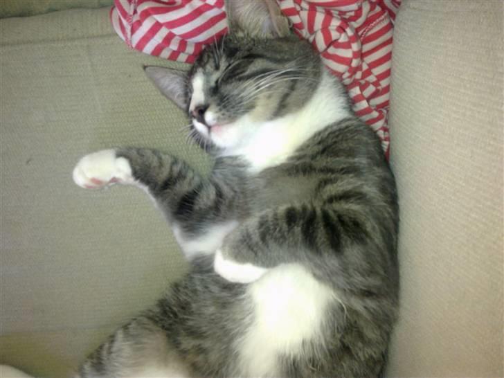 Huskat Bølle billede 1