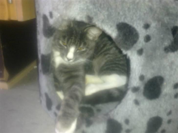 Huskat Bølle billede 2