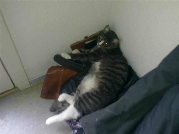 Huskat Bølle billede 3