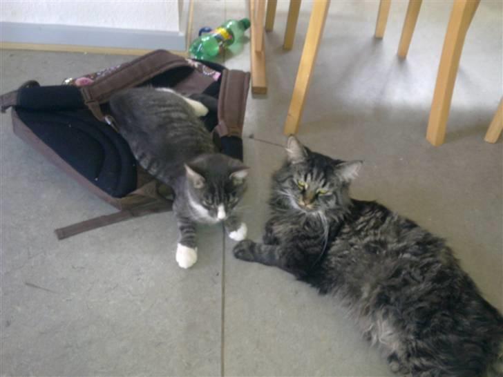 Huskat Bølle - Bølle og bumle snakker 1. dag Bølle er i huset billede 4