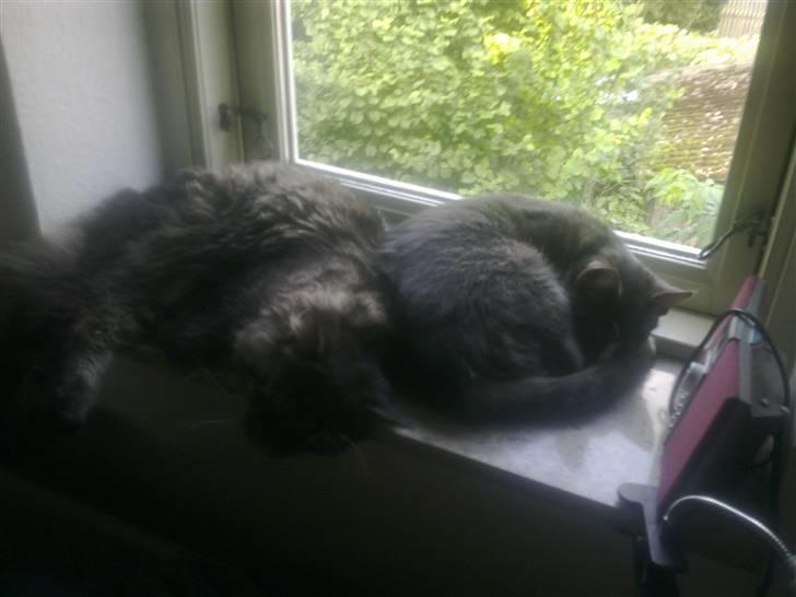 Huskat Bølle - Dejlig vindueskarm billede 5