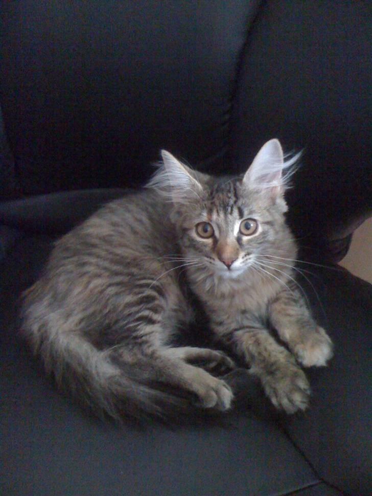 Maine Coon Cille billede 7