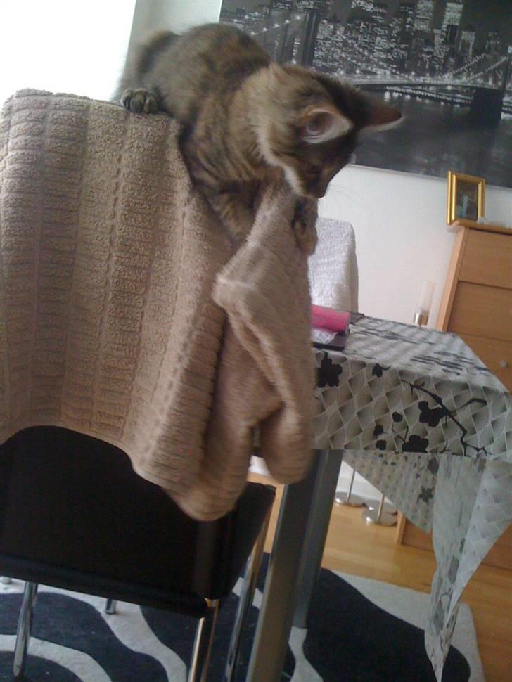 Maine Coon Cille billede 8