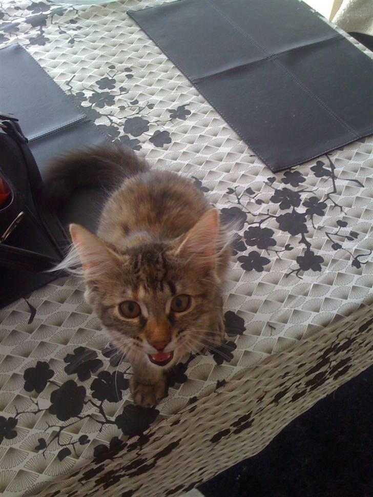 Maine Coon Cille billede 9