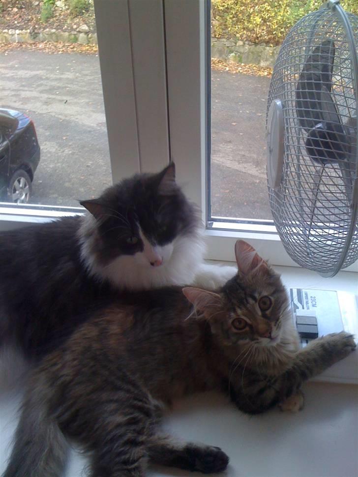 Maine Coon Cille - Er de ikke bare søde:) billede 10