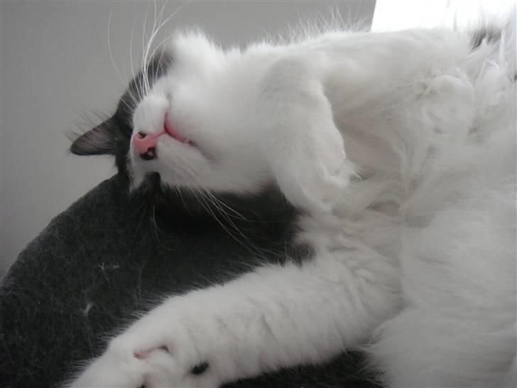 Norsk Skovkat Basse - Han er så charmerende, når han sover:) billede 9