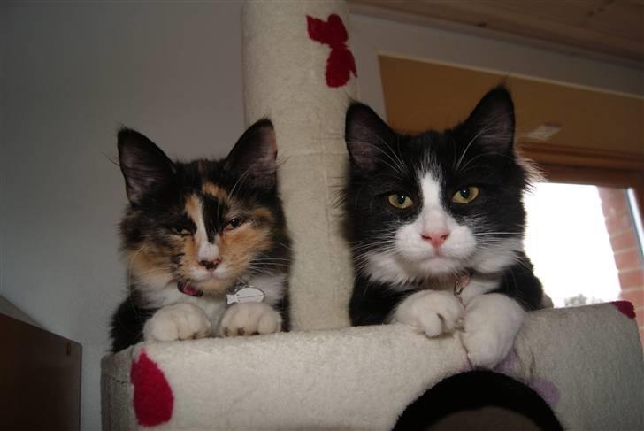 Maine Coon Chilli - malou og chilli er gode venner billede 7