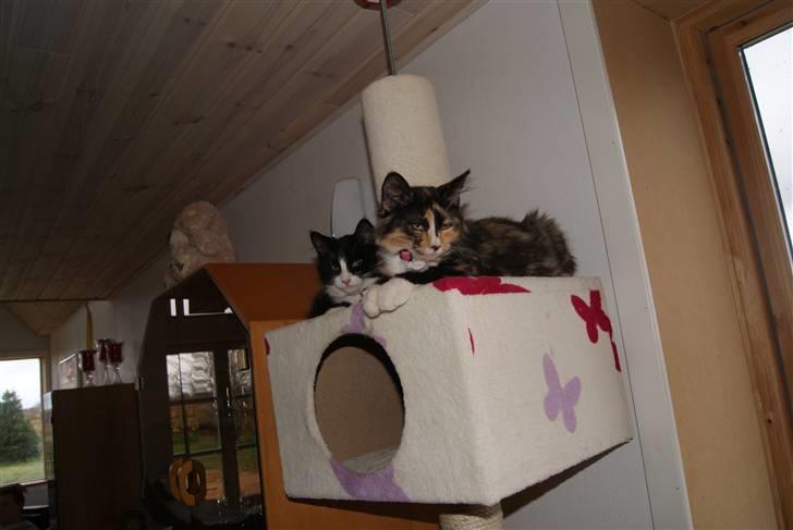 Maine Coon Chilli billede 9