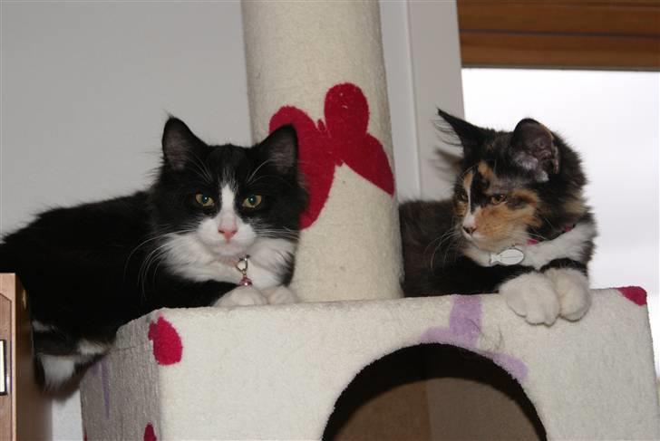 Maine Coon Chilli billede 10