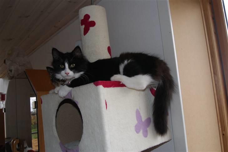 Blanding af racer Malou <3 billede 7