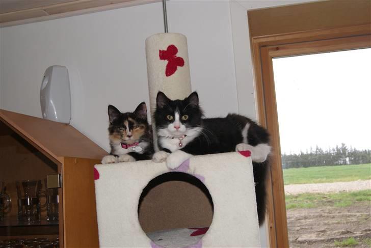 Blanding af racer Malou <3 billede 9