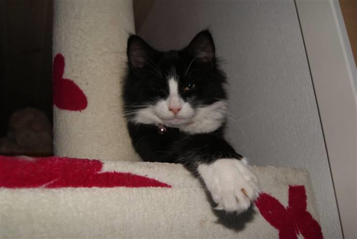 Blanding af racer Malou <3 billede 10