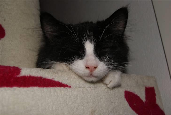 Blanding af racer Malou <3 - godnat :):) billede 11